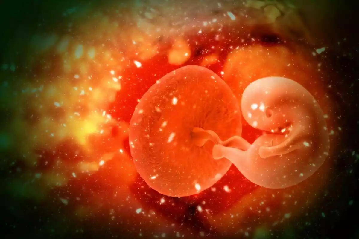 Embrión humano semana 3