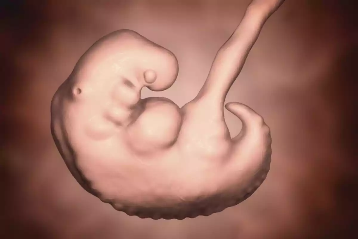 Embrión humano semana 4