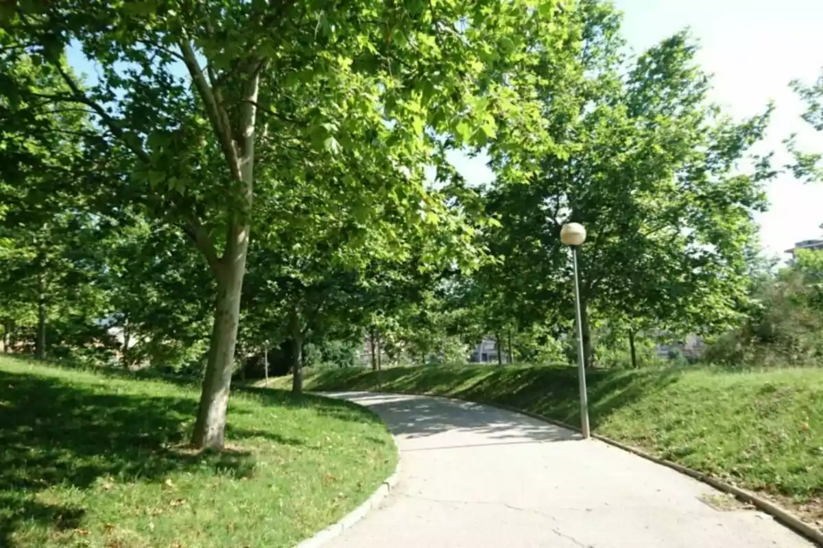 Camino curvo rodeado de césped y árboles con una farola en un parque en un día soleado Camino curvo rodeado de césped y árboles con una farola en un parque en un día soleado
