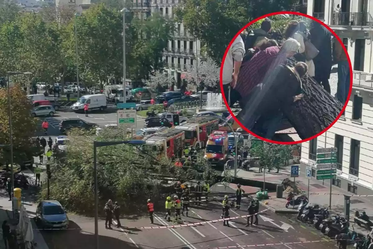 Imagen del árbol caído en la calle Almargo de Madrid