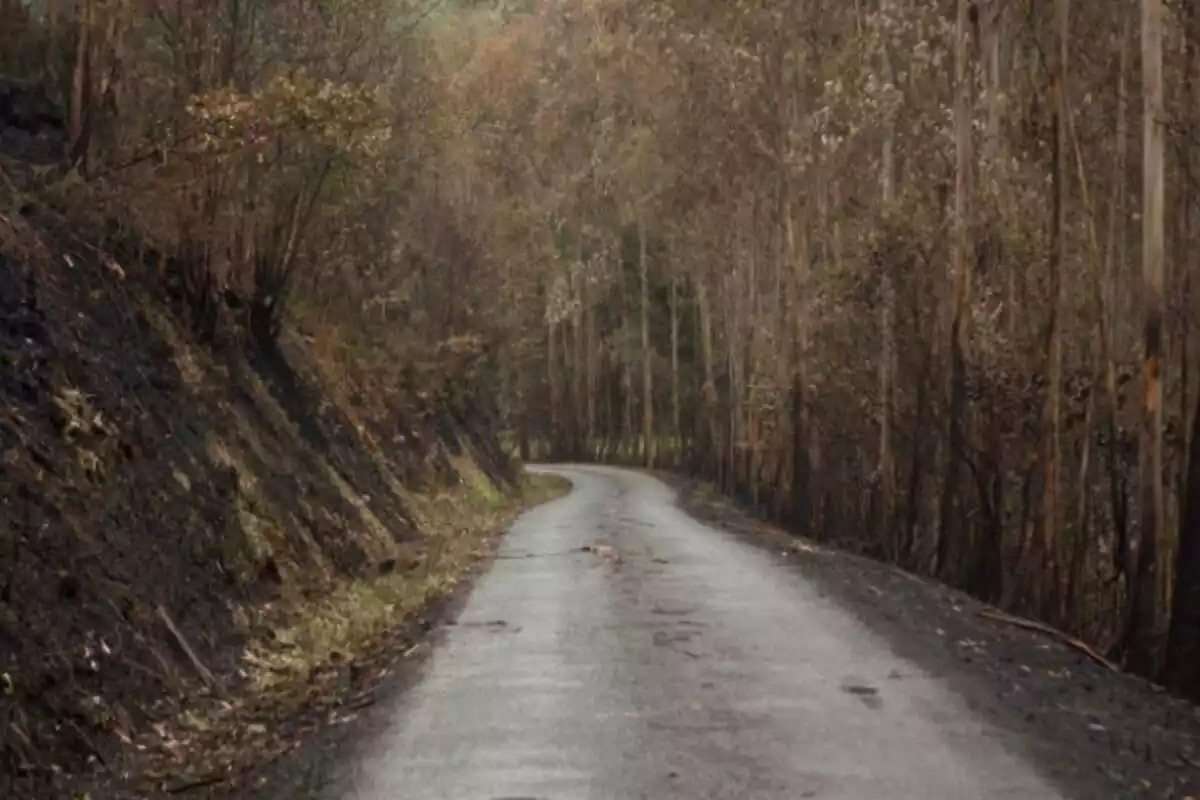 Zona de bosque quemado tras el incendio, a 16 de octubre de 2023, en Trabada, Lugo, Galicia Zona de bosque quemado tras el incendio, a 16 de octubre de 2023, en Trabada, Lugo, Galicia