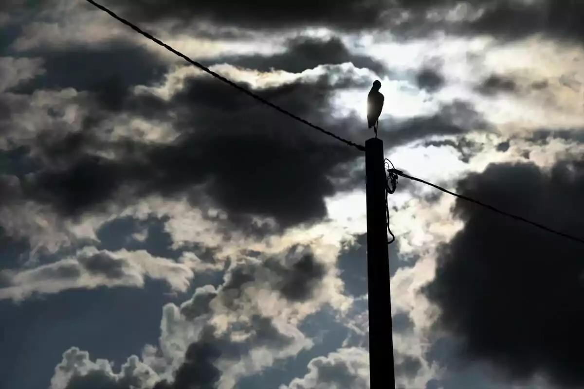 Un pájaro posado en un poste de electricidad con un cielo nublado de fondo. Un pájaro posado en un poste de electricidad con un cielo nublado de fondo.