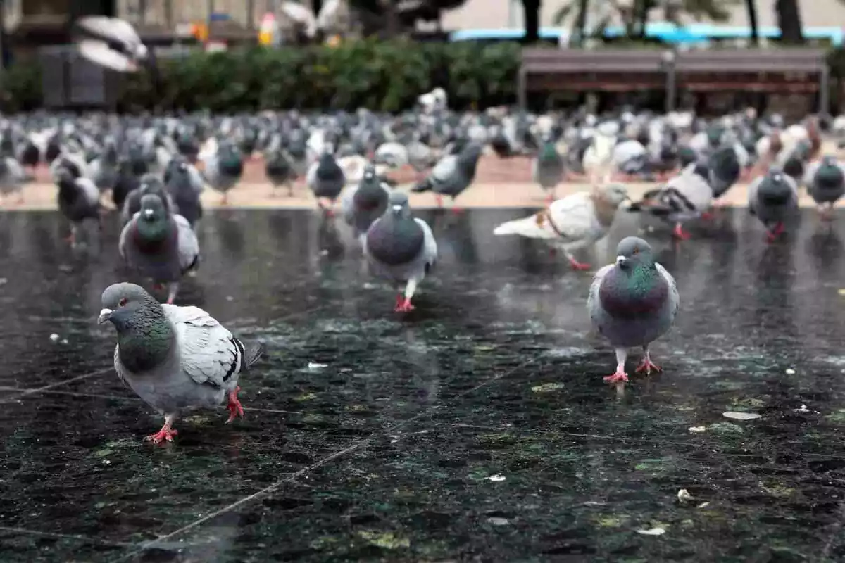 Imagen de varias palomas en la plaça Catalunya de Barcelona en un primer plano