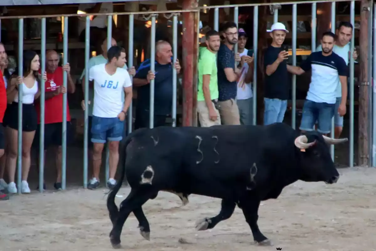 Imagen de correbous a l'Aldea, en las Terres de l'Ebre