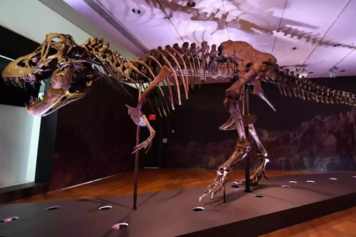 Esqueleto de dinosaurio expuesto en un museo iluminado.