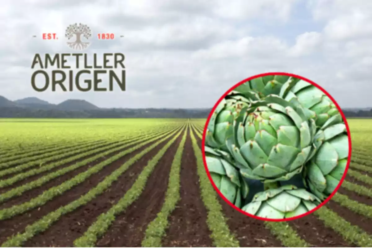 Fotomontaje con un fondo de un campo de cultivo, el logo de Ametller Origen y unas alcachofas