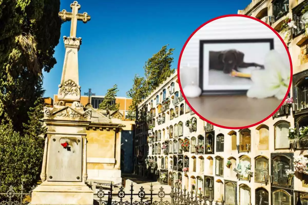 Montaje fotográfico entre una imagen de un cementerio de Barcelona y una imagen de un perro