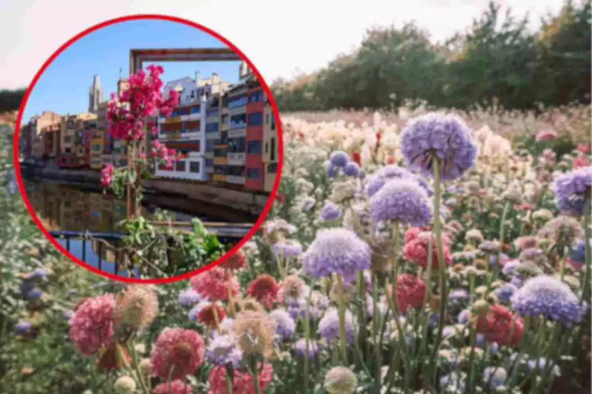 Fotomontaje con una imagen de fondo de un campo de flores y al frente una redonda roja con 'Girona Temps de Flors'