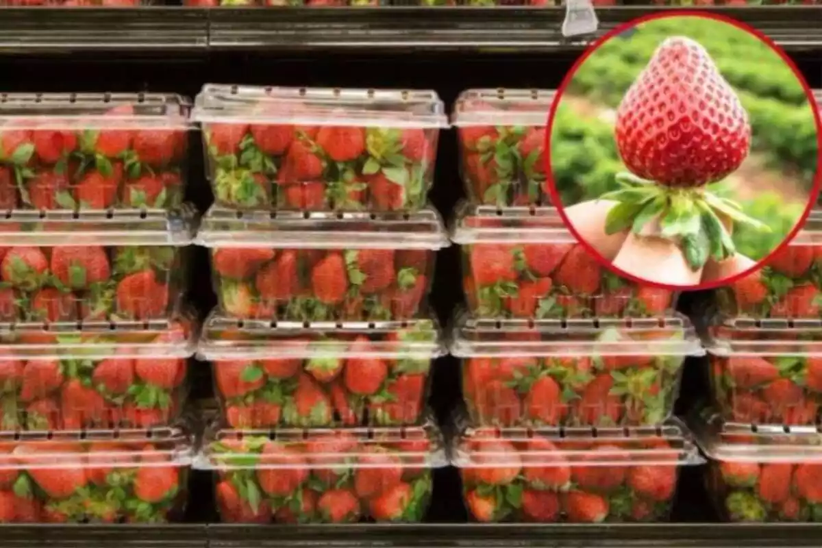 Imagen de fondo de varias fresas en cajas de plástico en un supermercado y otra imagen de una mano sosteniendo una fresa