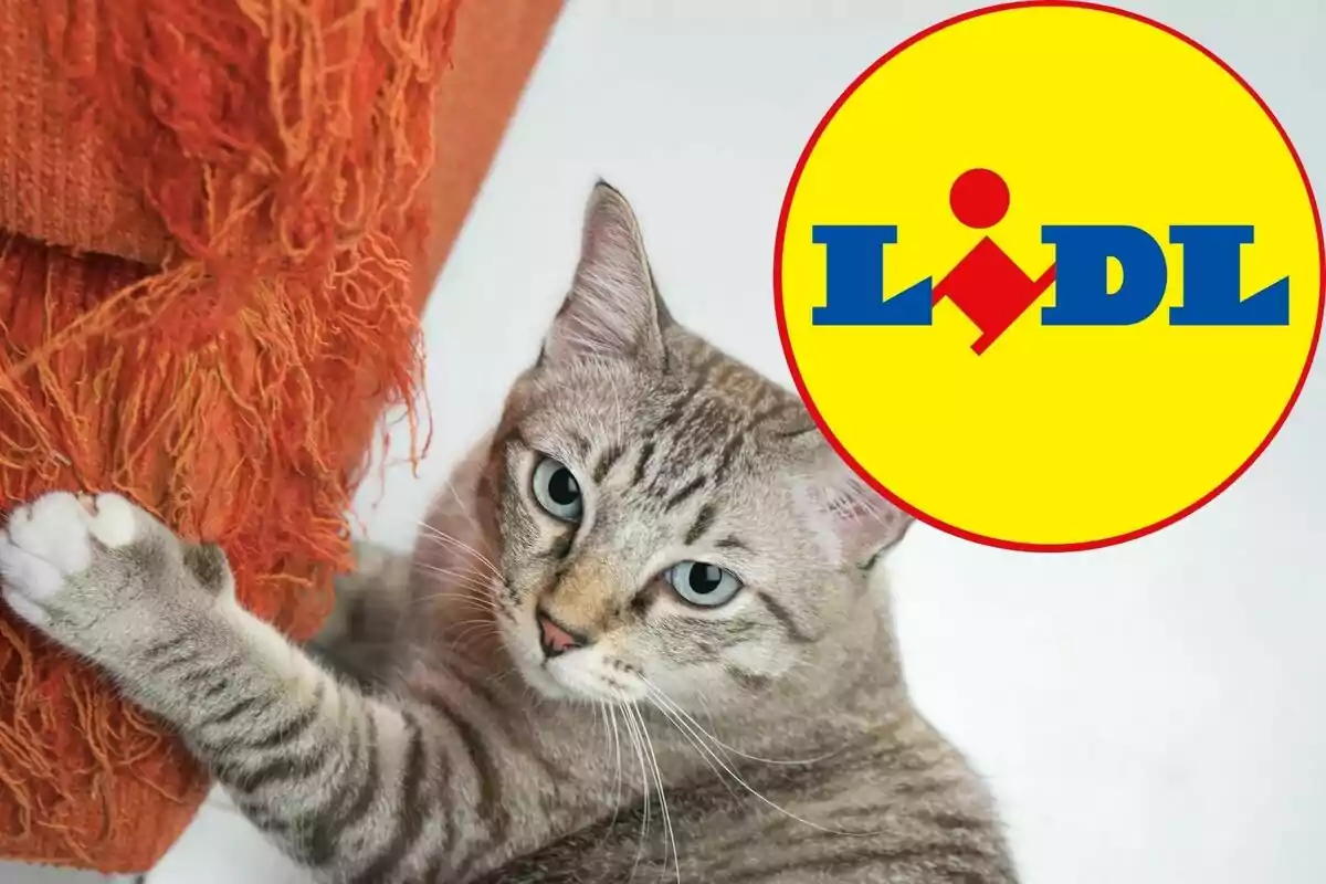 Gato rascando un mueble naranja con el logo de Lidl en la esquina superior derecha.