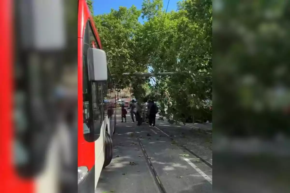 Imagen de la rama que ha caído sobre un motorista en pleno centro de Barcelona