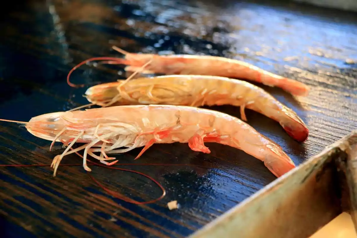 Langostino Café, nueva especie en Cataluña