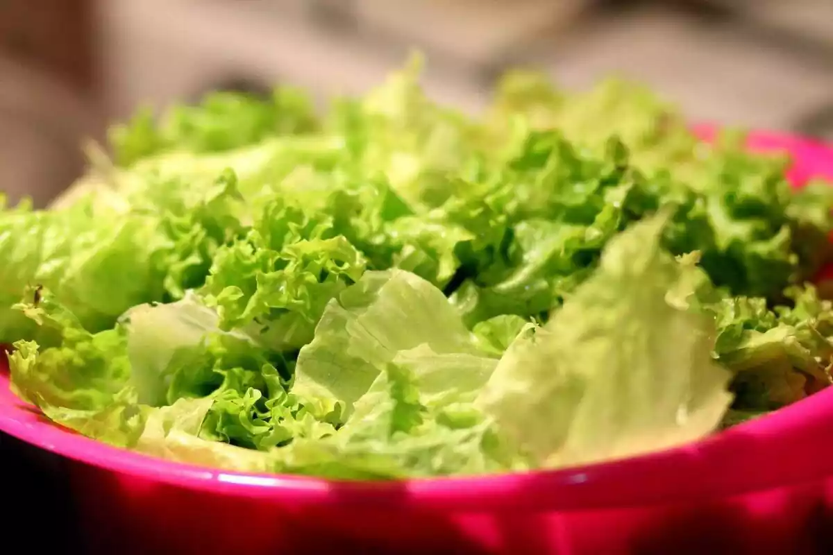 Muchas hojas de lechuga muy verde dentro de un bol de plástico