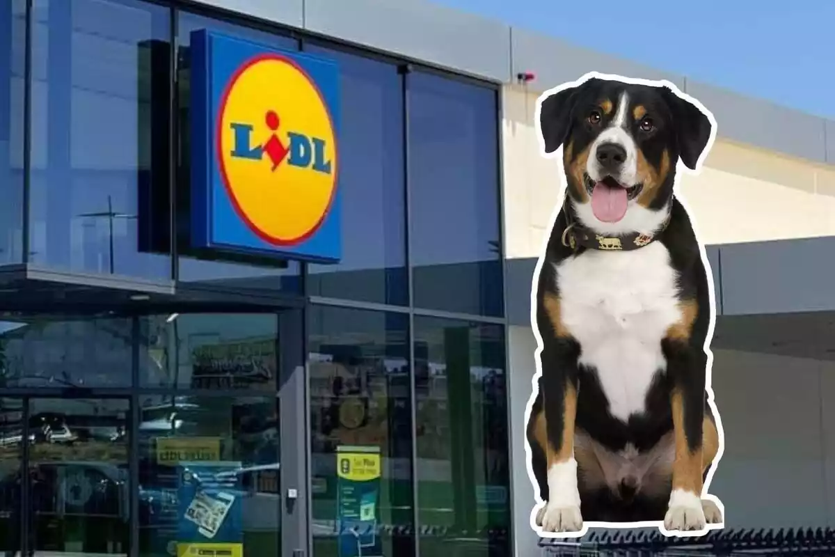 Perro y un supermercado Lidl