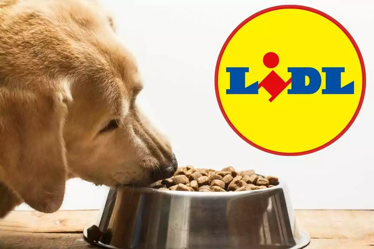 Un perro comiendo croquetas de un plato de metal con el logo de Lidl al fondo.