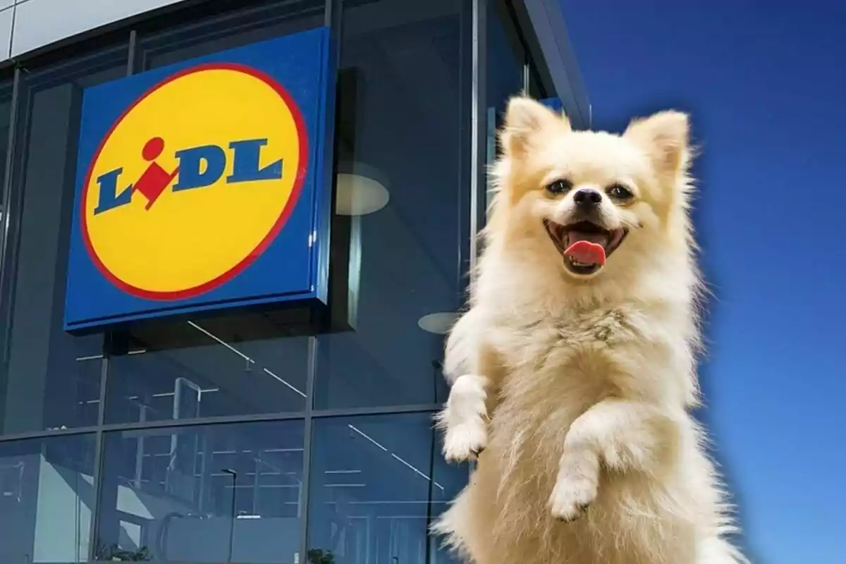 Un perro pequeño y feliz frente a una tienda Lidl.