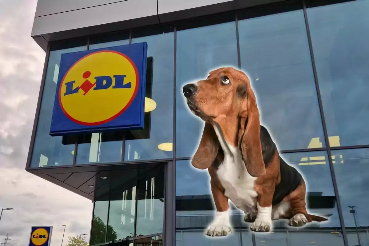 Un perro de raza basset hound está superpuesto en la imagen de la fachada de una tienda Lidl.