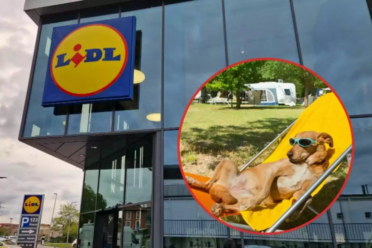 Un supermercado Lidl con un perro relajado en una hamaca usando gafas de sol.