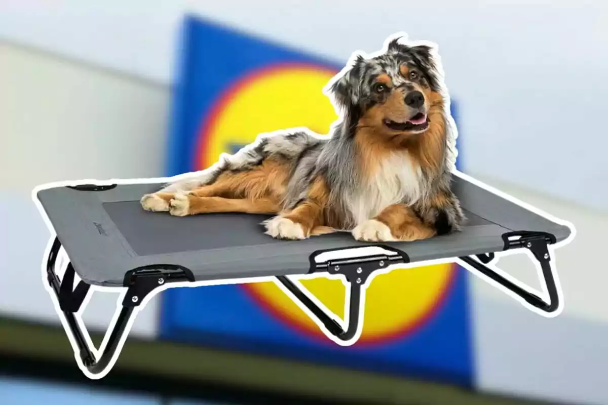 Perro acostado en una cama elevada para mascotas con un fondo borroso de un logotipo. Perro acostado en una cama elevada para mascotas con un fondo borroso de un logotipo.