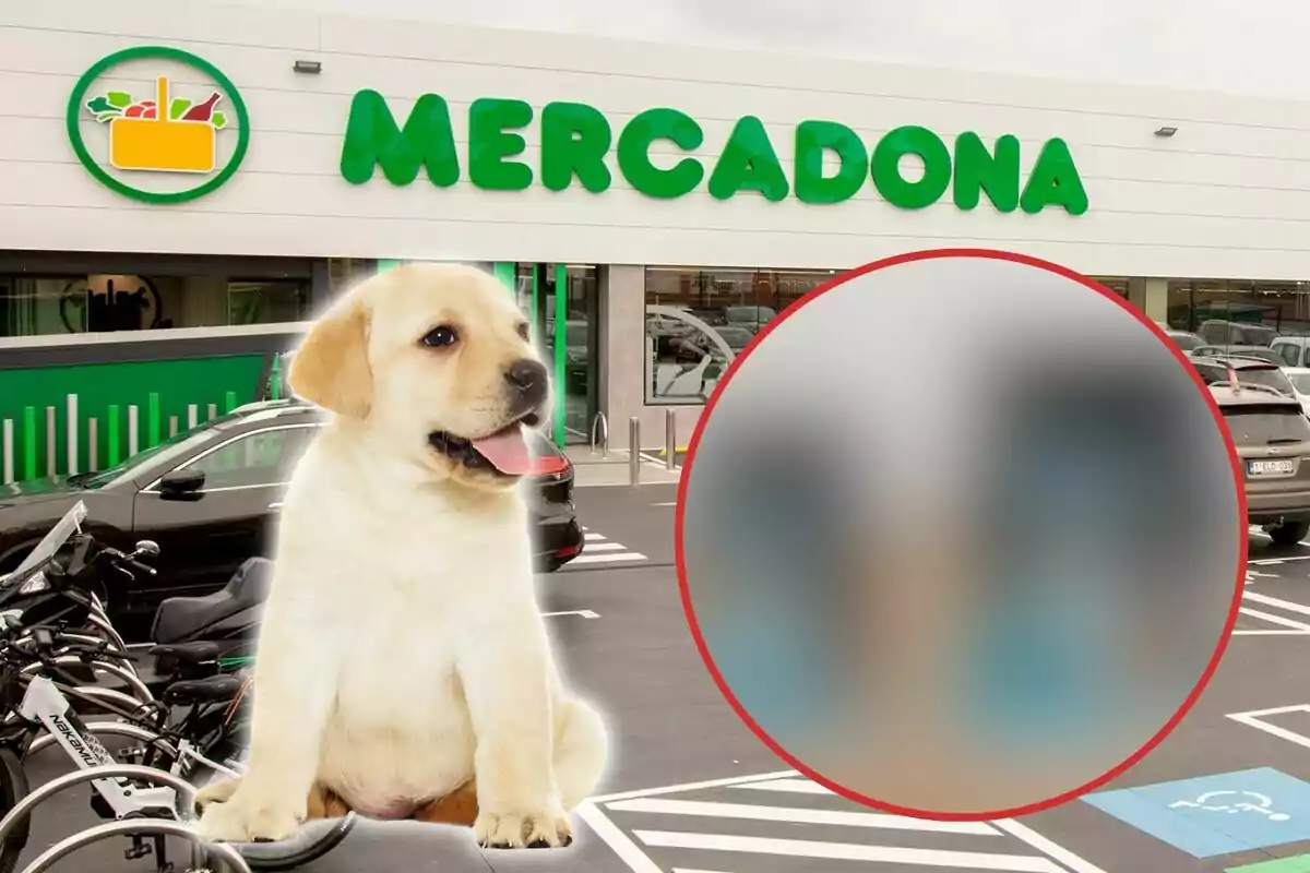 Un cachorro sentado frente a una tienda Mercadona con un círculo borroso a la derecha.