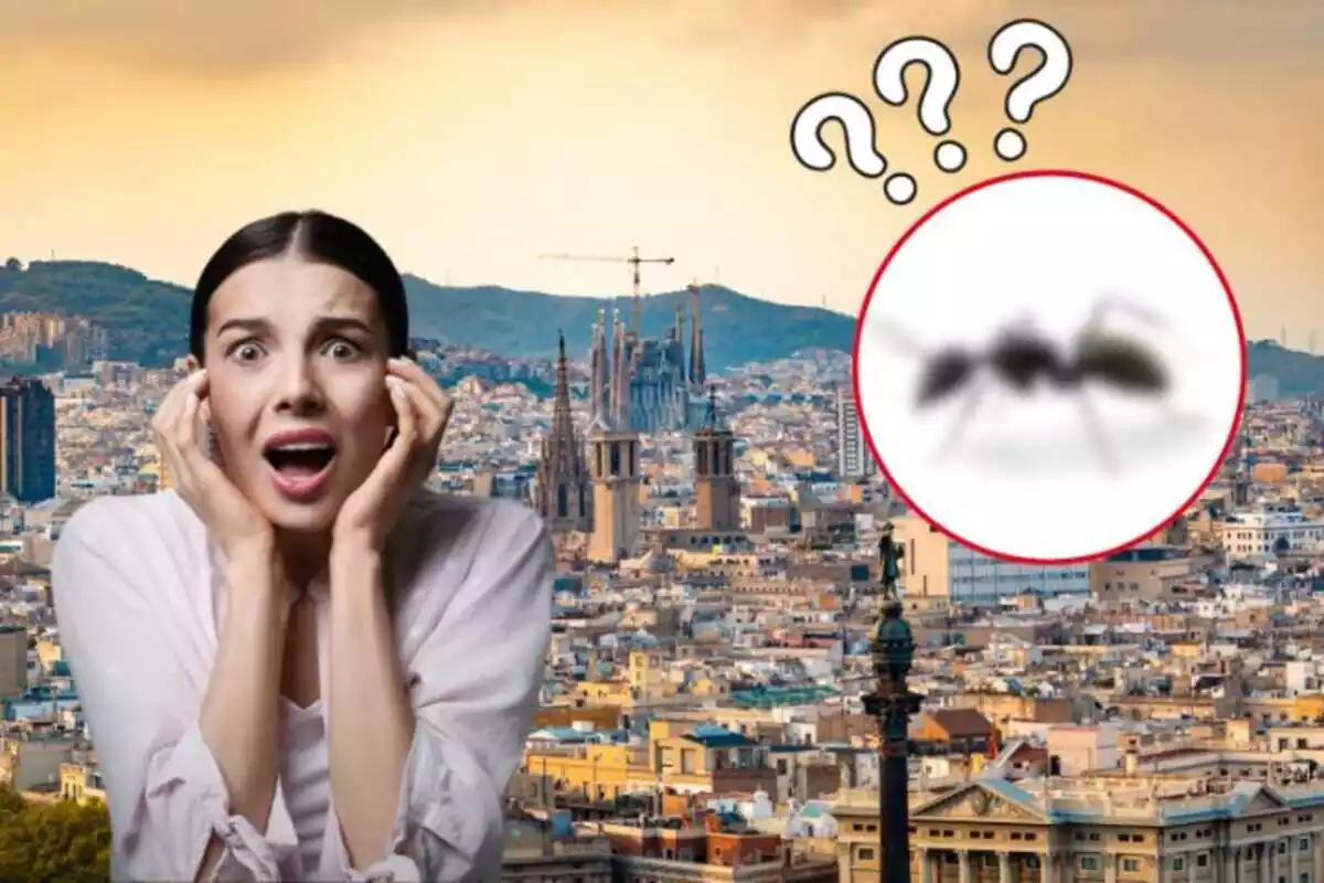 Chica con miedo por invasión de hormiga loca en Barcelona