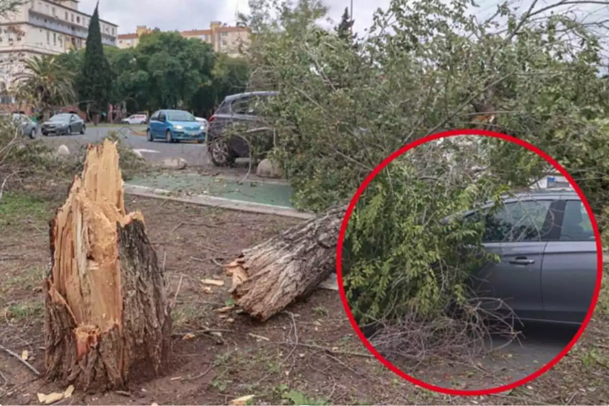 Un árbol caído por la fuerza del viento encima de un coche gris y un círculo dónde de ve desde otra perspectiva