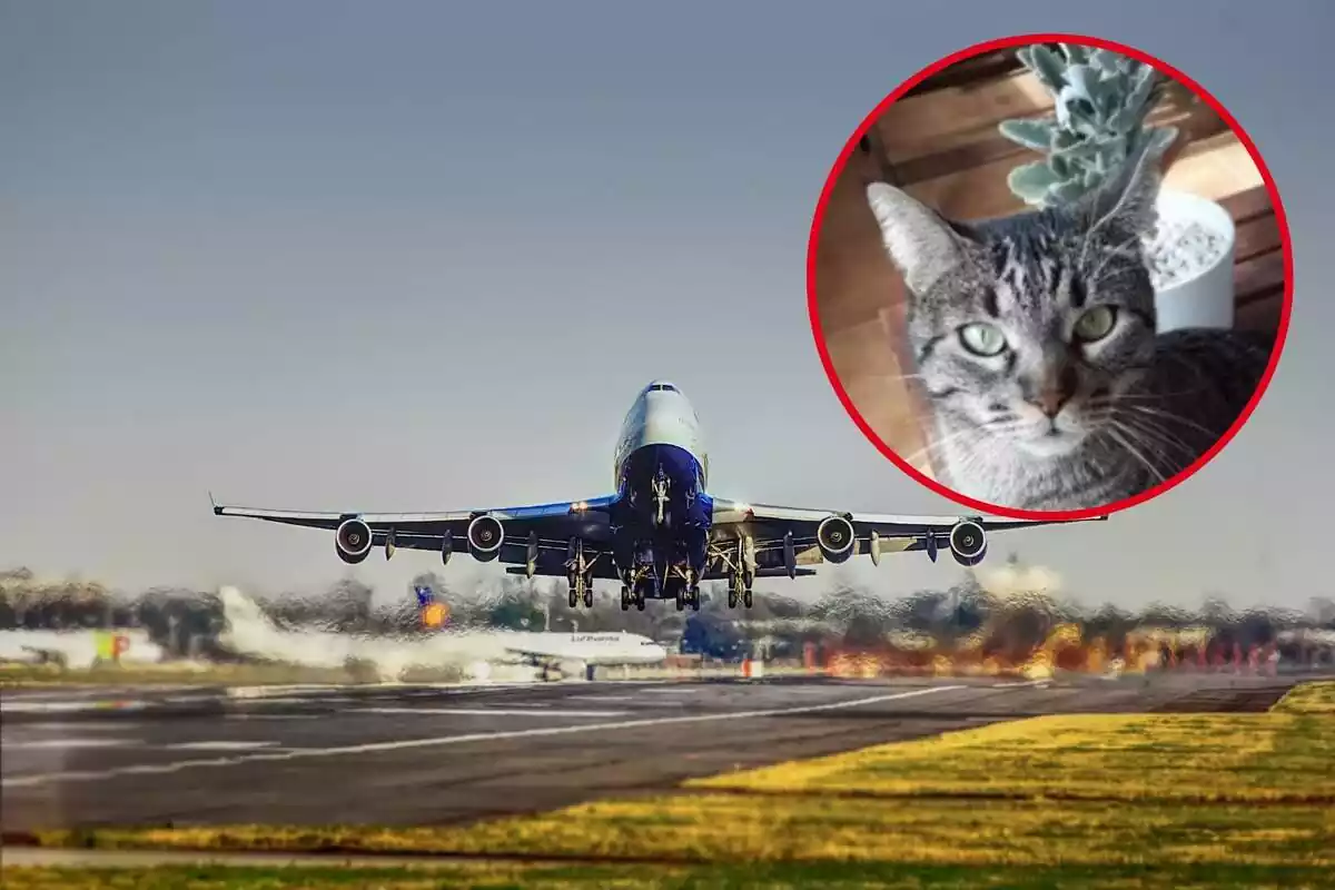 Un avión despegando en el aeropuerto, y en el círculo, una imagen de la gata Naia