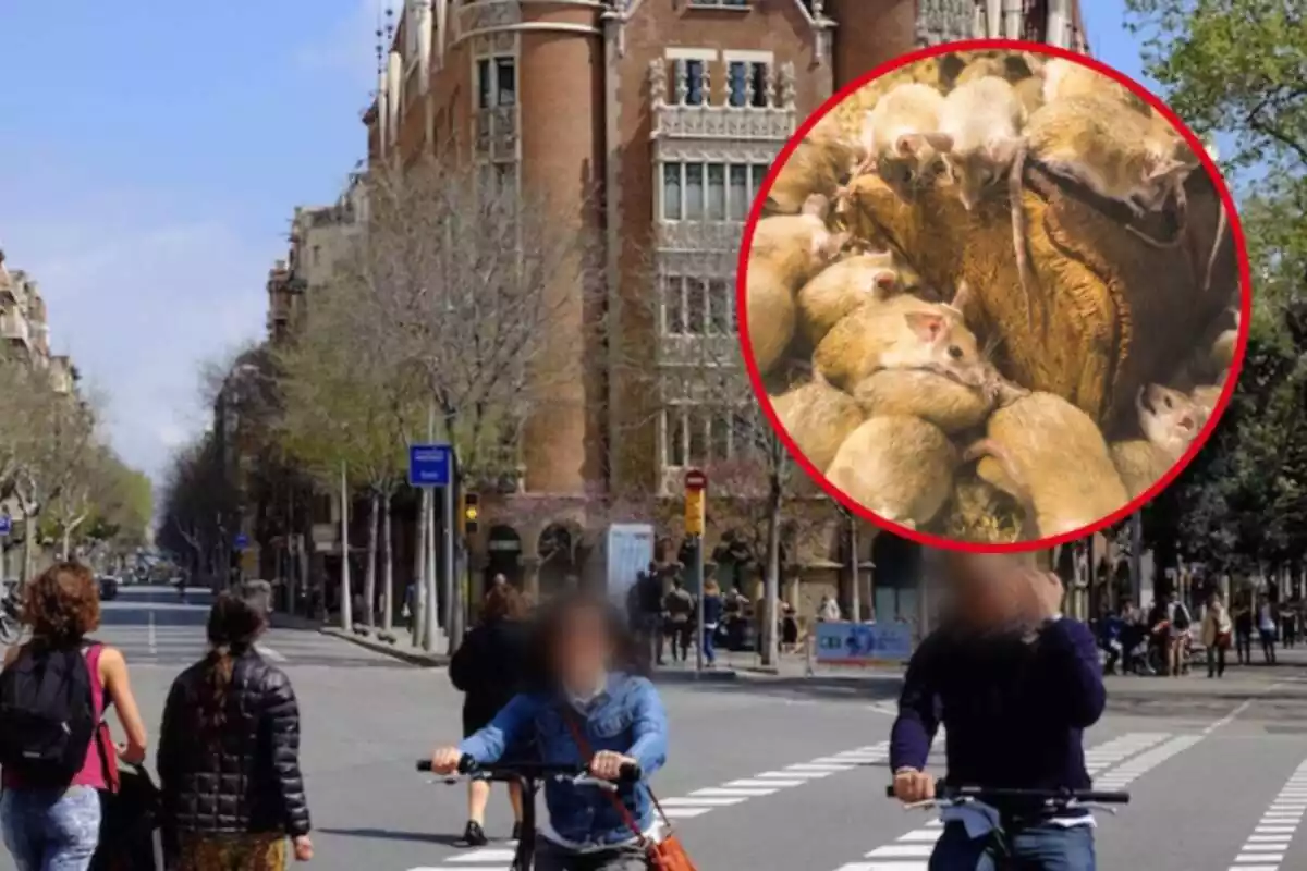 Montaje de una calle del barrio de l'Eixample de Barcelona y unas ratas con un tronco de madera