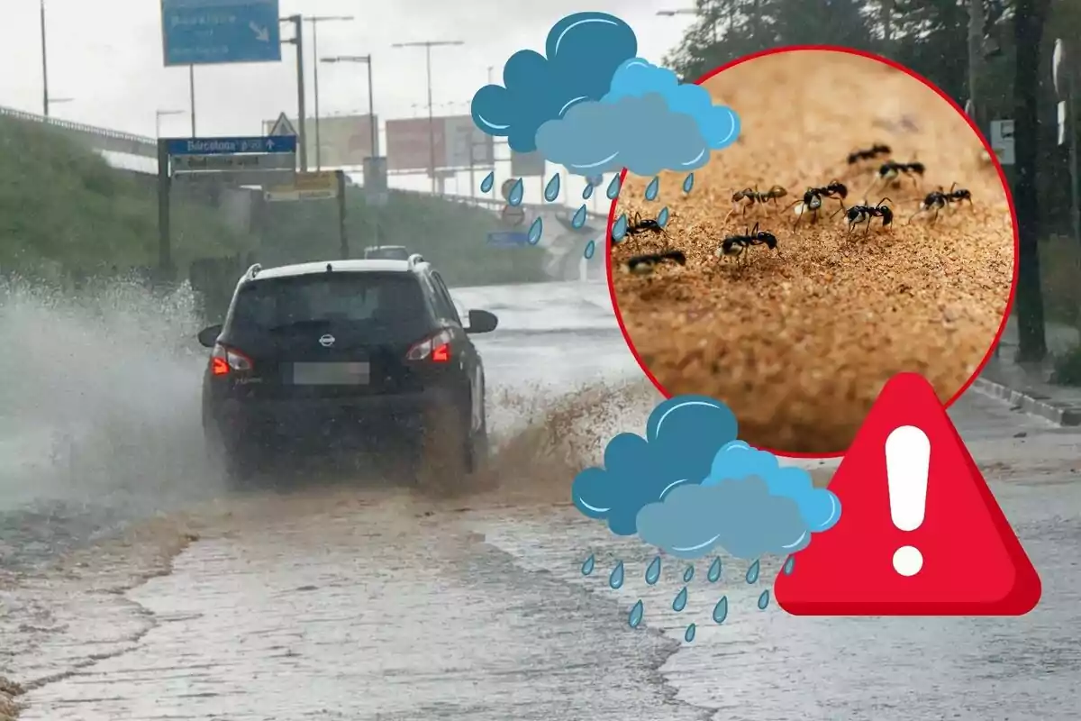 Un coche negro salpicando agua en una carretera mojada con un recuadro que muestra hormigas en la arena y símbolos de lluvia y advertencia.