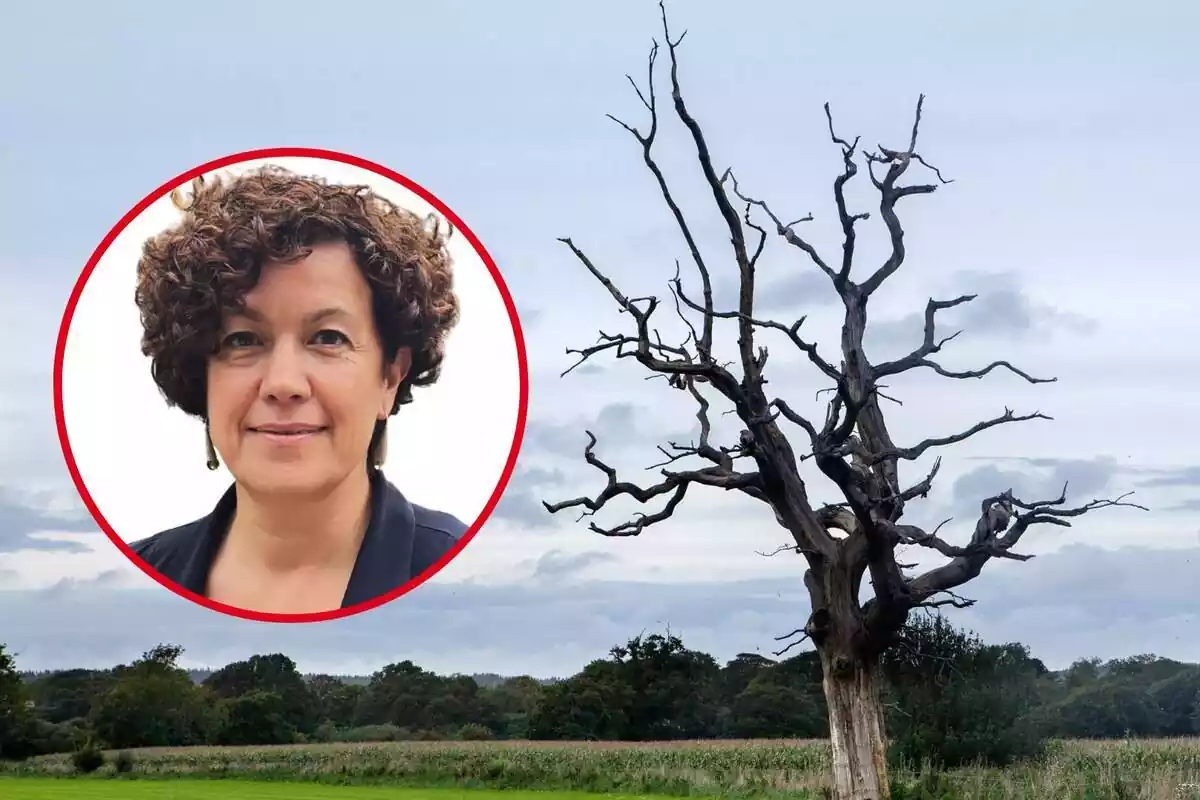 Montaje de fotos de Anna Sanitjas y de fondo un árbol seco sin hojas Montaje de fotos de Anna Sanitjas y de fondo un árbol seco sin hojas
