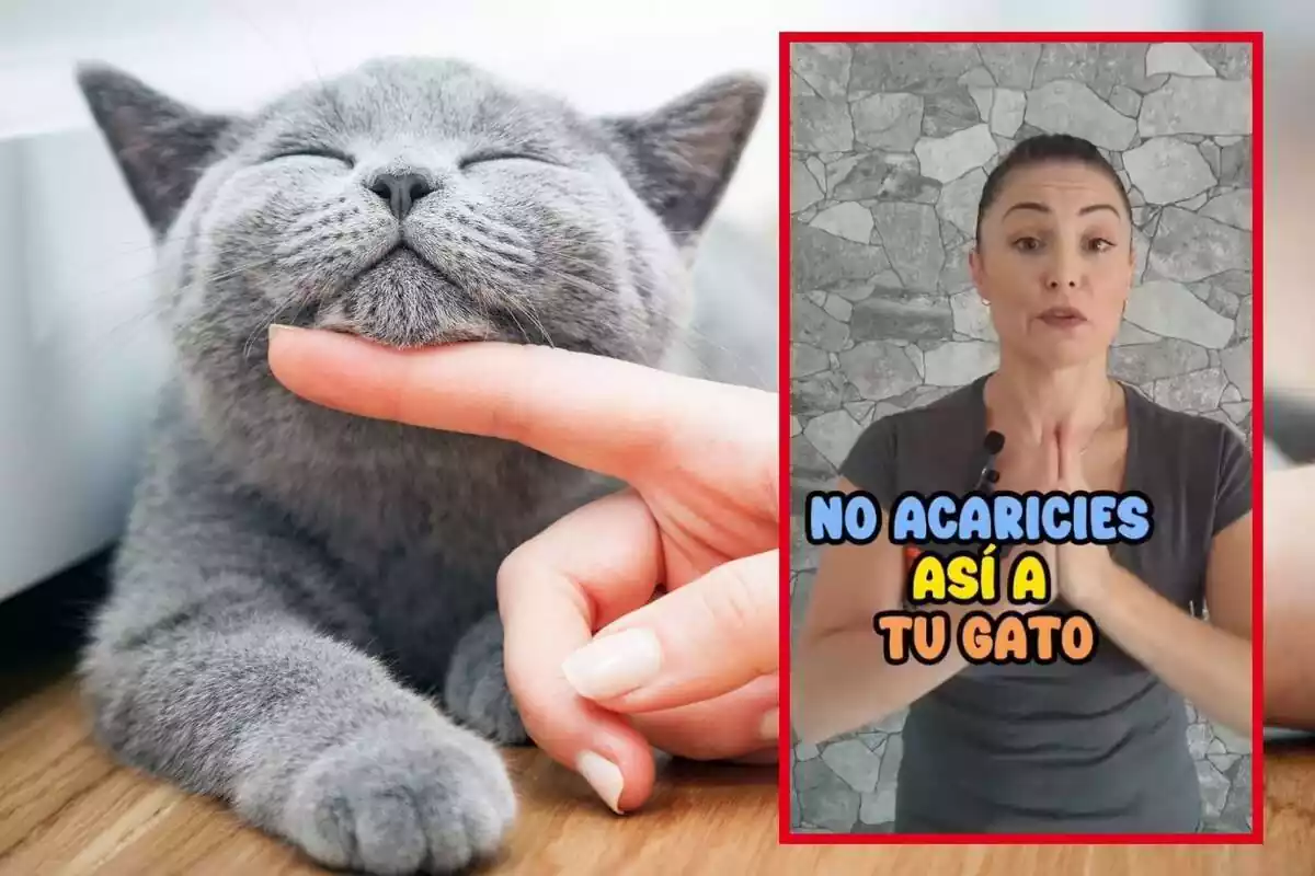 Montaje de fotos de una persona acariciando un gato gris y, al lado, la captura de un TikTok que habla de cómo se deben acariciar estos felinos