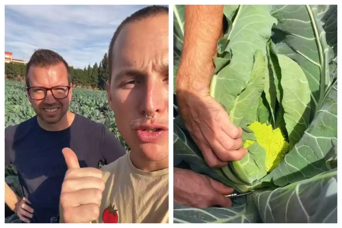 Montaje de fotos de dos chicos trabajando en el campo y, al lado, un primer plano de una verdura cosechada en un campo catalán Montaje de fotos de dos chicos trabajando en el campo y, al lado, un primer plano de una verdura cosechada en un campo catalán