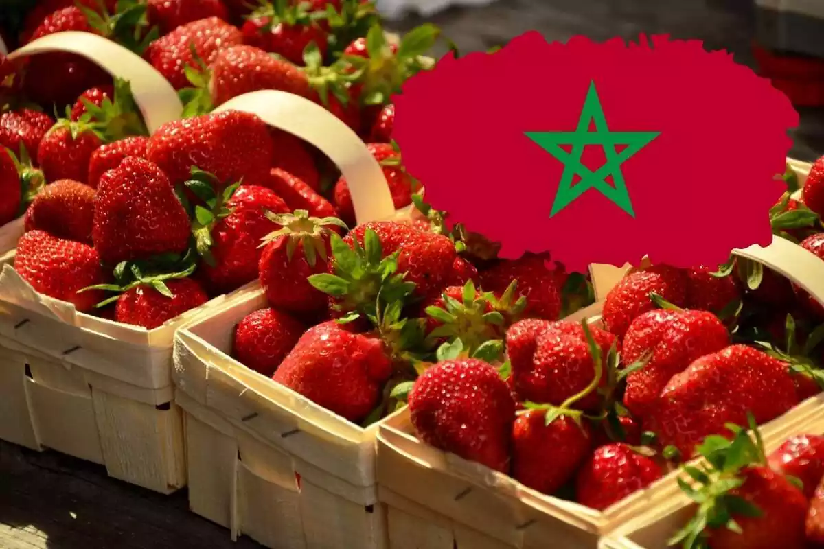 Cajas de fresas, con una bandera de Marruecos