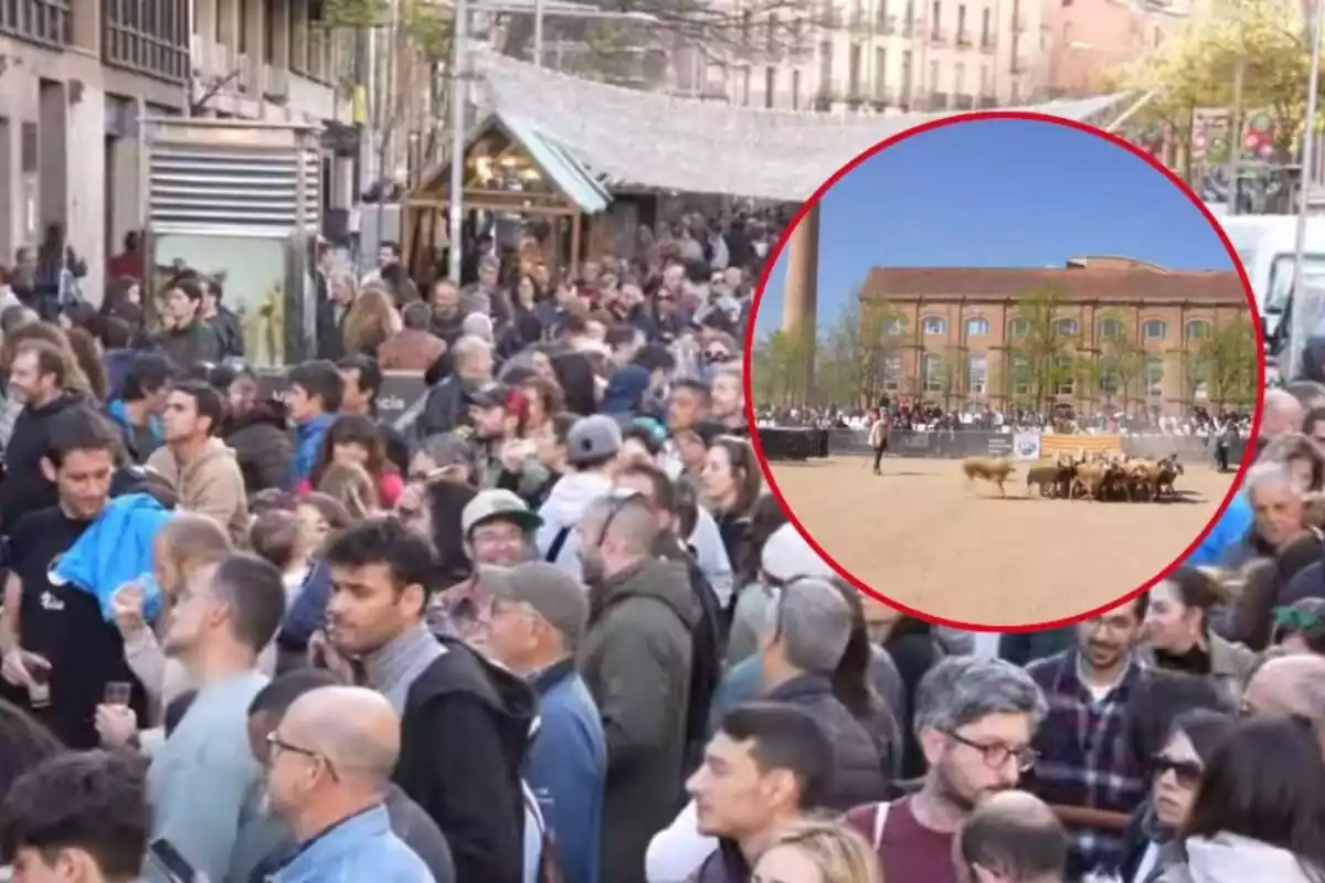 Montaje de mucha gente en una calle y un rebaño de ovejas en un campo