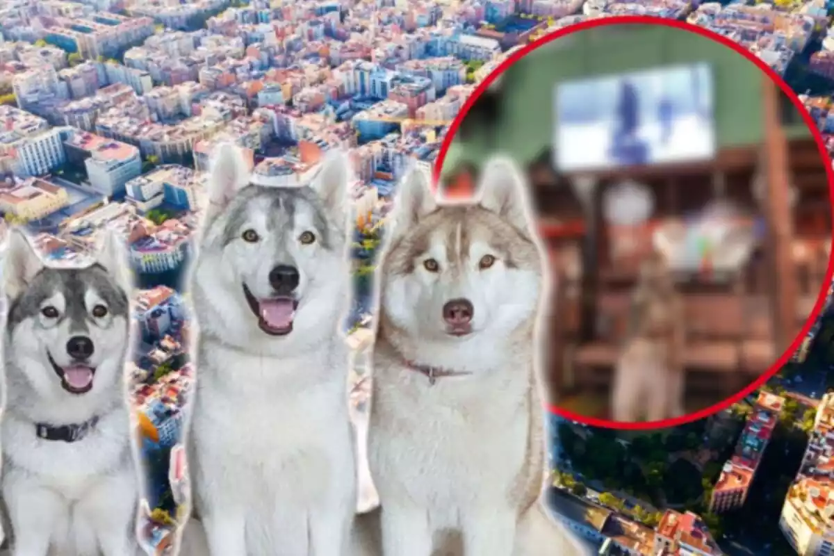 Montaje de unos huskies y Barcelona de fondo