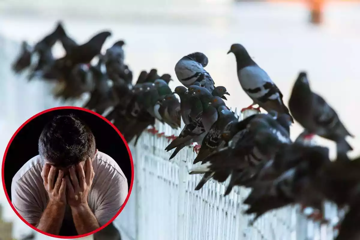 Montaje de grupo de palomas sobre una barandilla y círculo con hombre tapándose la cara con las manos con desespero