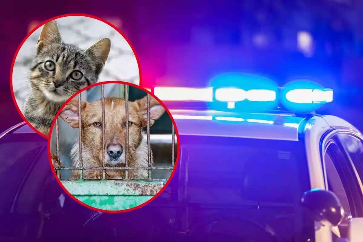 Un coche de policía con las luces encendidas, y en los círculos, un perro y un gato