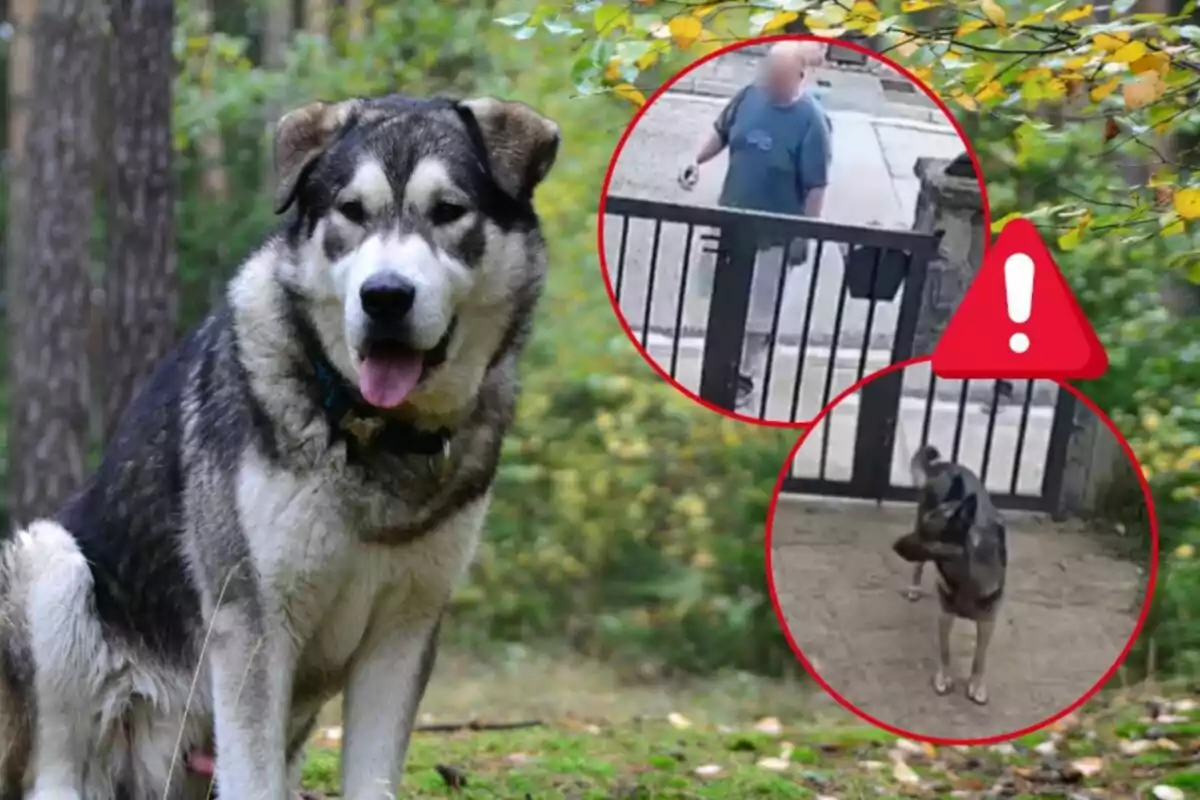 Un perro grande de pelaje gris y blanco está sentado en un bosque mientras dos imágenes circulares insertadas muestran a una persona y un perro pequeño cerca de una puerta de metal con un símbolo de advertencia. Un perro grande de pelaje gris y blanco está sentado en un bosque mientras dos imágenes circulares insertadas muestran a una persona y un perro pequeño cerca de una puerta de metal con un símbolo de advertencia.