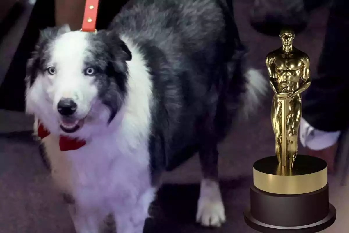 Montaje del perro Messi y una estatua de los Oscars