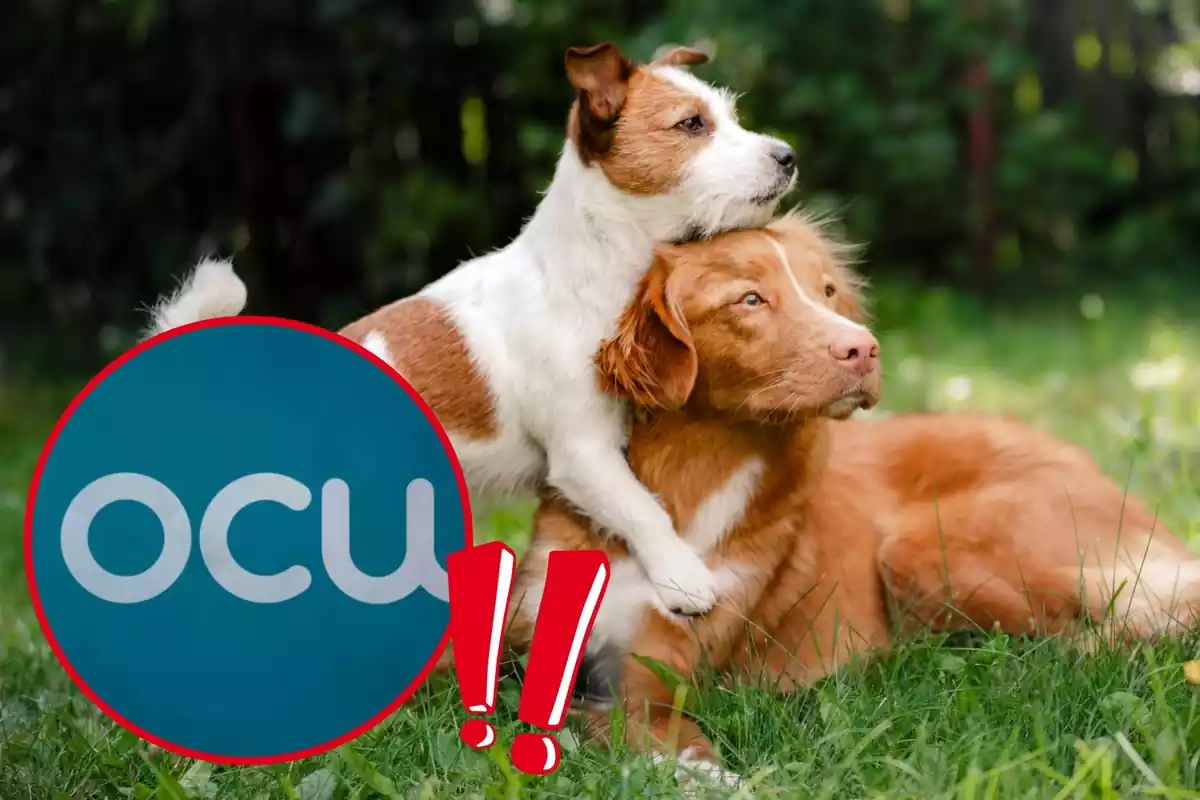 Montaje con dos perros jugando en una zona exterior con césped, un círculo con el logo de la OCU y dos signos de exclamación