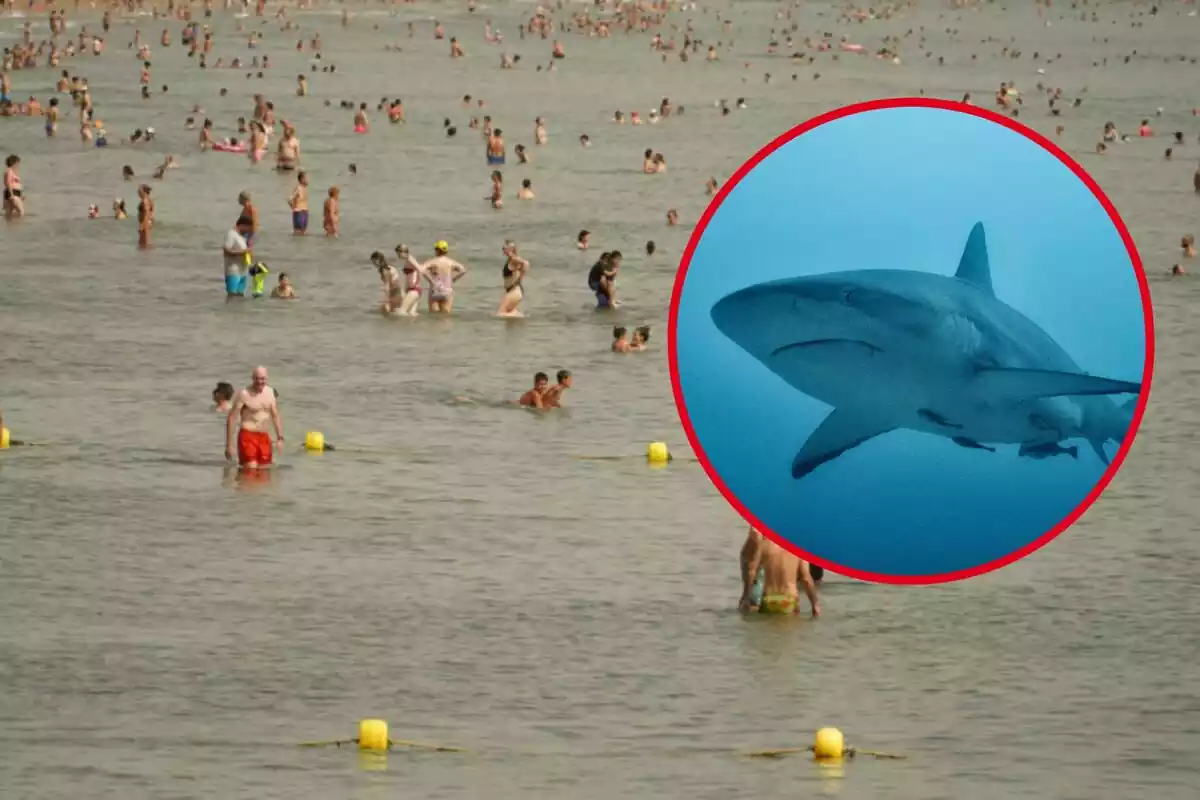 Montaje con una imagen de la playa de Valencia en Verano llena de bañistas y un tiburón azul