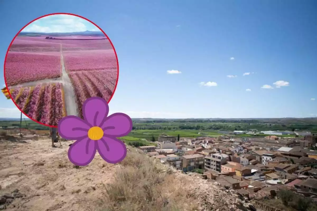 Montaje del pueblo de Aitona, los campos de almendros floridos y una flor morada