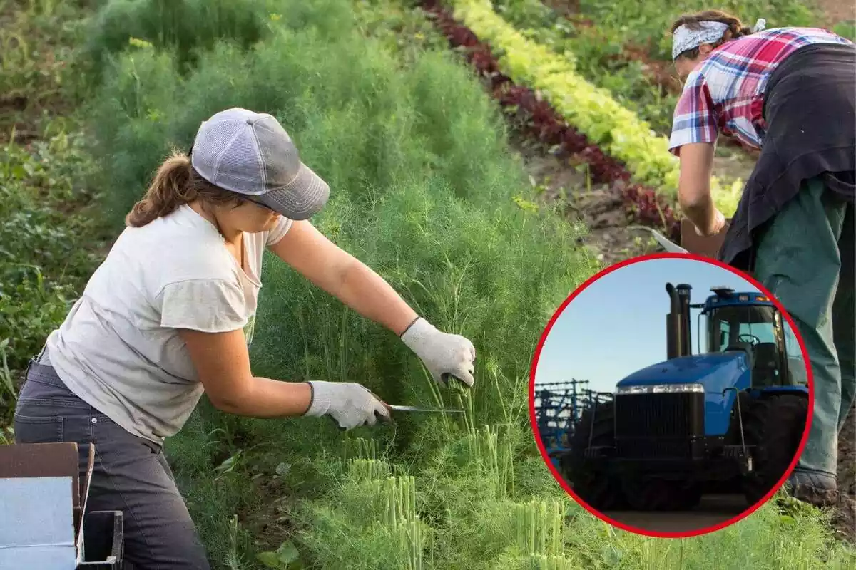 Montaje de unas trabajadoras agrícolas trabajando en la tierra junto a una imagen de un tractor