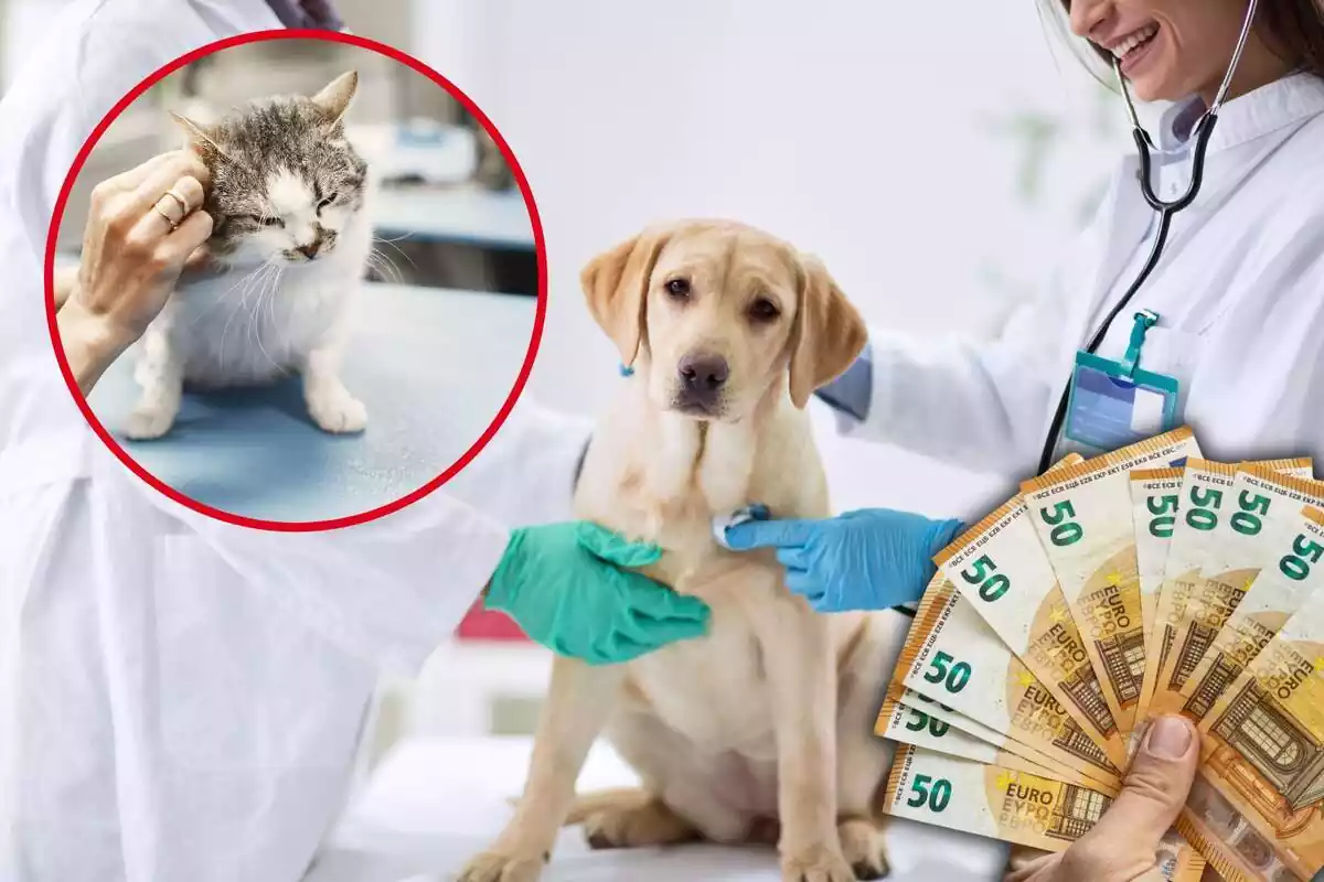 Un perro es atendido en el veterinario, a la derecha unos billetes de 50 euros, y en el círculo, un gato