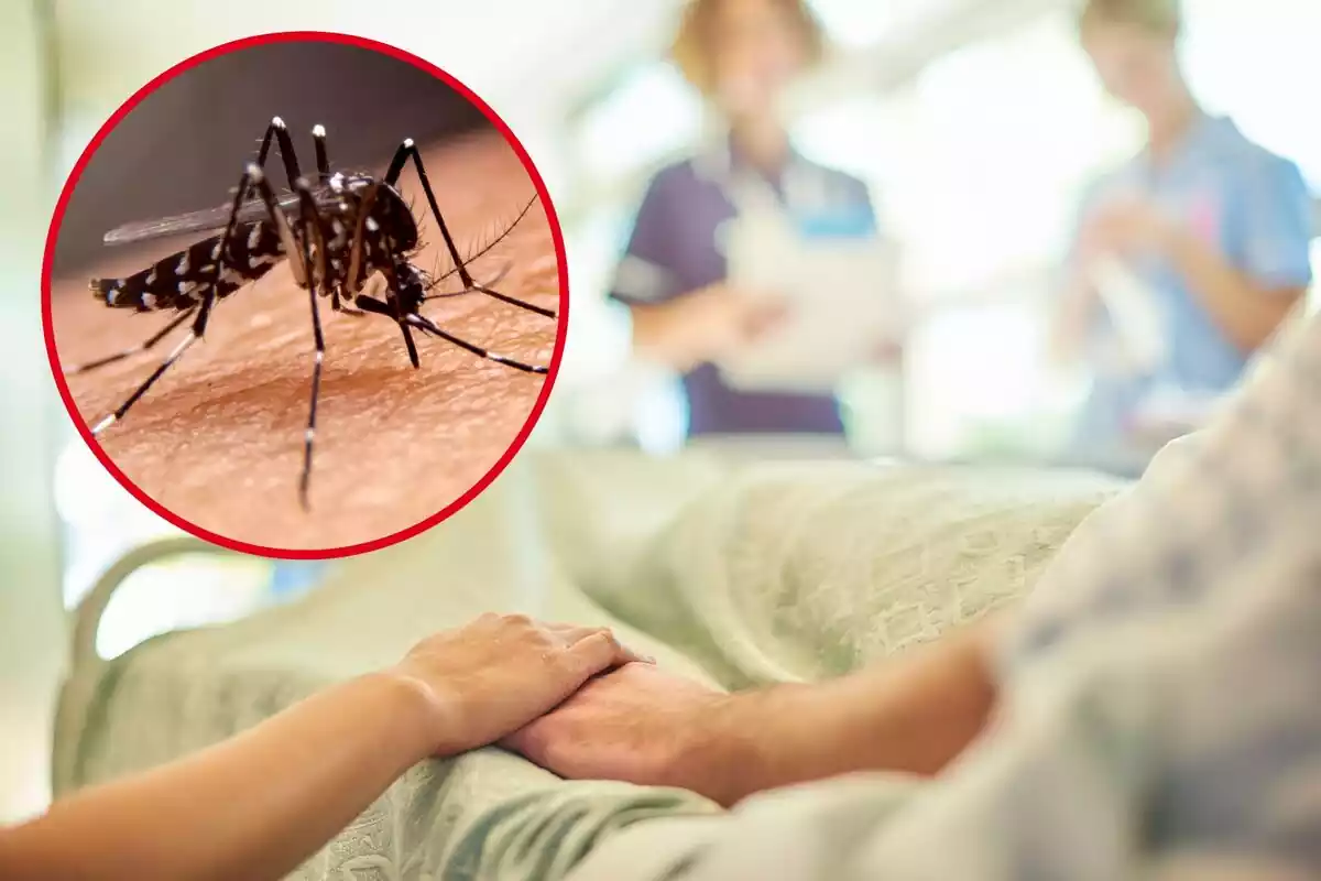 Una persona permanece en la cama de un hospital, y en el círculo, un mosquito