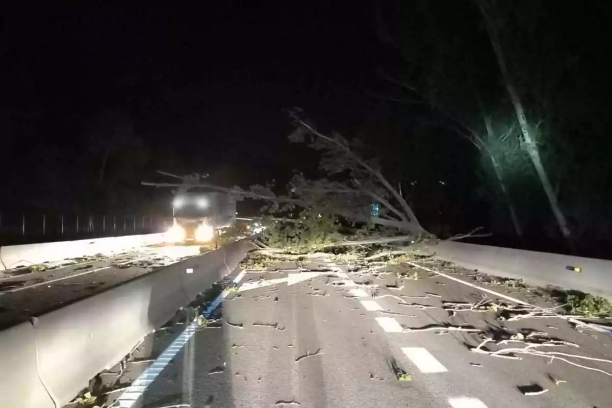 Imagen de un árbol caído en la carretera a raíz del temporal de la borrasca Ciarán Imagen de un árbol caído en la carretera a raíz del temporal de la borrasca Ciarán