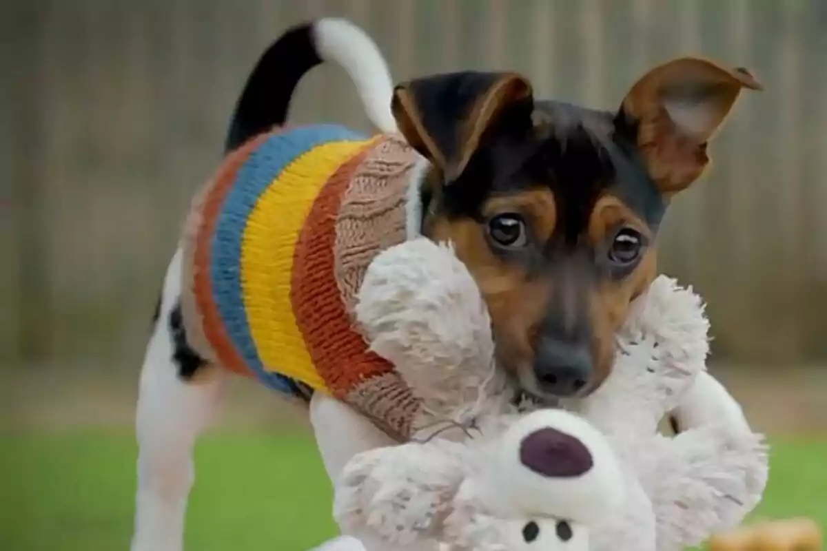 Perrito con suéter de rayas de colores jugando con un peluche en el césped en Dog House. Perrito con suéter de rayas de colores jugando con un peluche en el césped en Dog House.