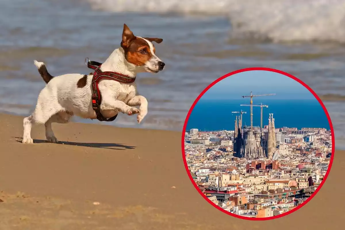 Un perro corriendo en la playa con una imagen insertada de la Sagrada Familia en Barcelona.