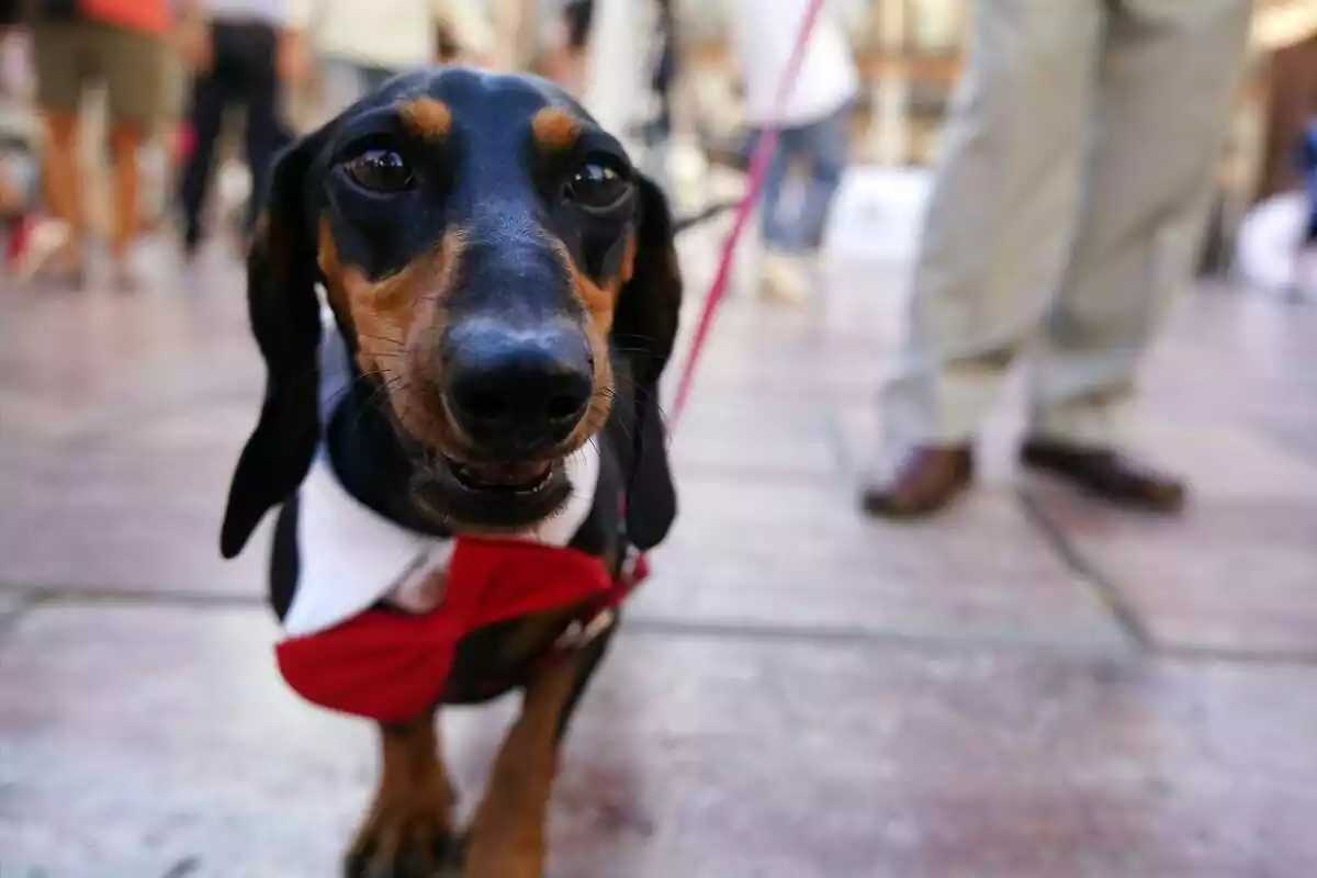 Un perro salchicha de color negro en la calle con el fondo desenfocado