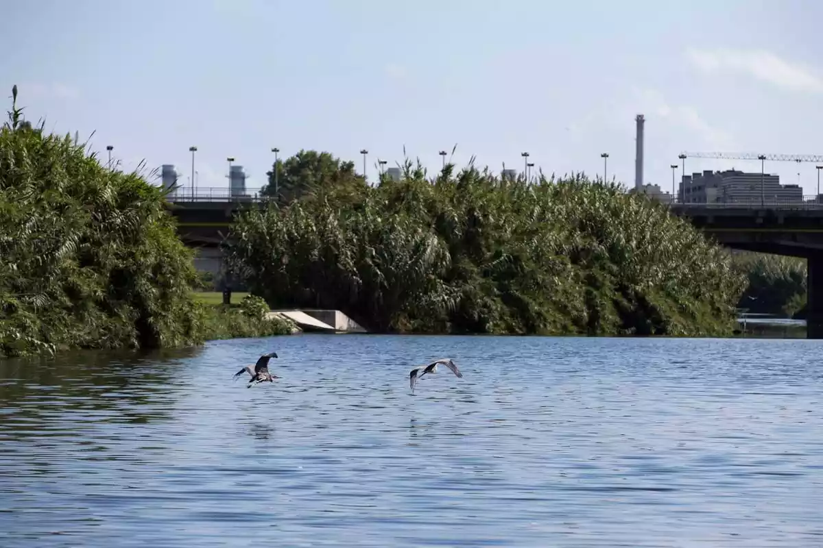 El aprovechamiento del agua del río Besòs permitirá disponer de más recursos hídricos para hacer frente a la sequía El aprovechamiento del agua del río Besòs permitirá disponer de más recursos hídricos para hacer frente a la sequía